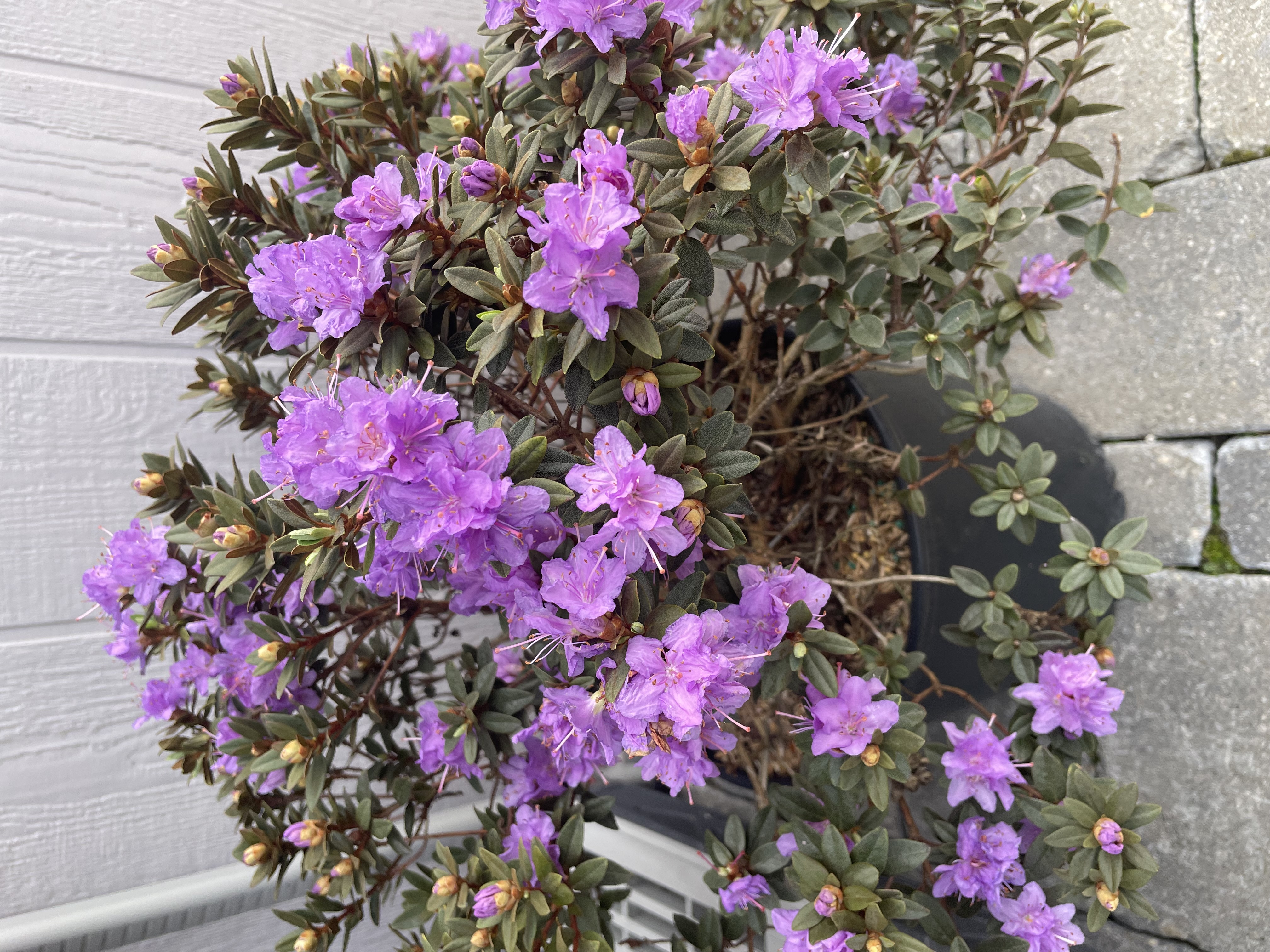 Oak Park Garden Center — Ponds, Plants & Garden Supplies in Swanton, OH