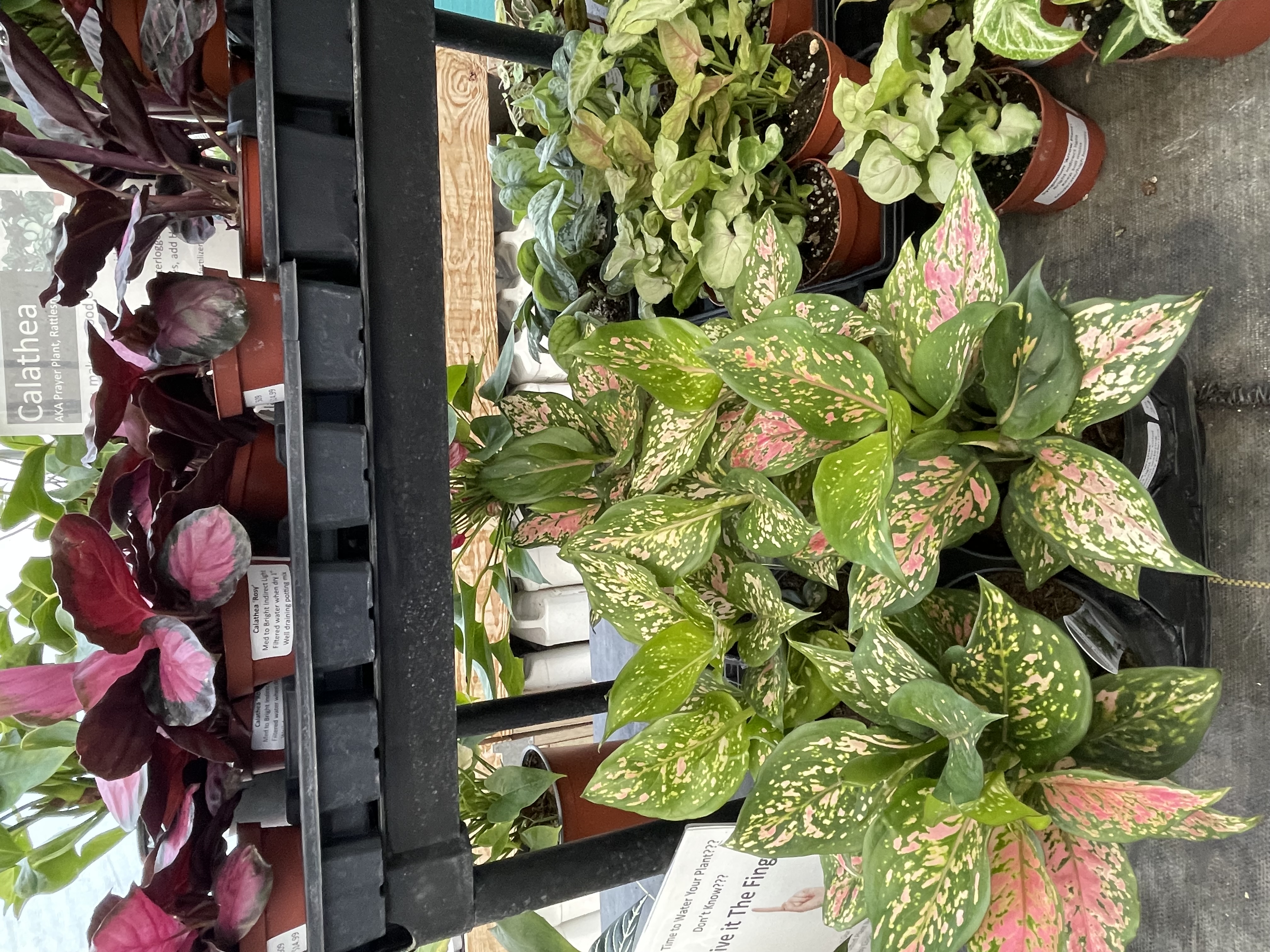 15+ Colorful Foliage Plants Oak Park Garden Center — Ponds, Plants & Garden Supplies in Swanton, OH